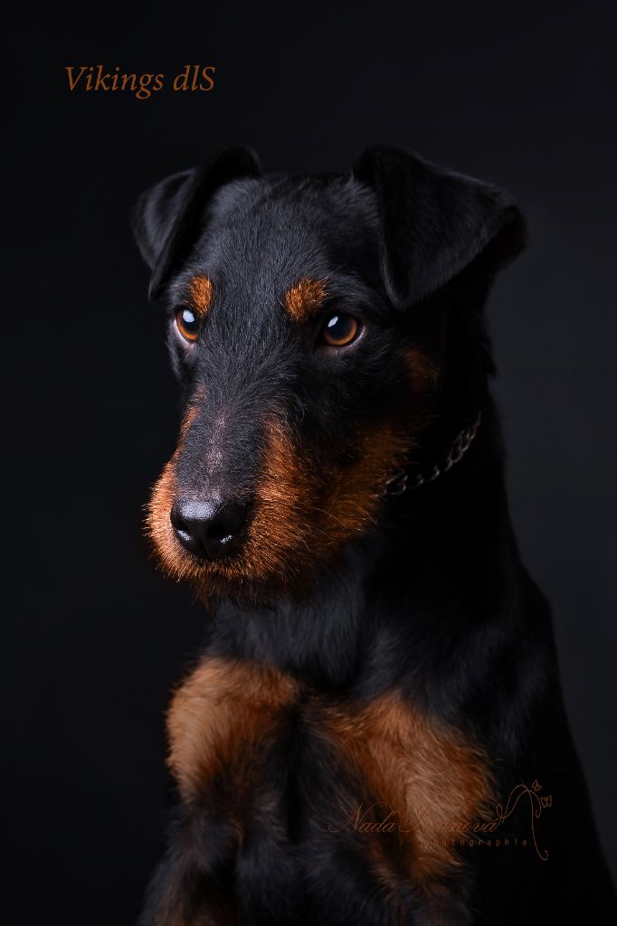 Vikings de las Sesteriades