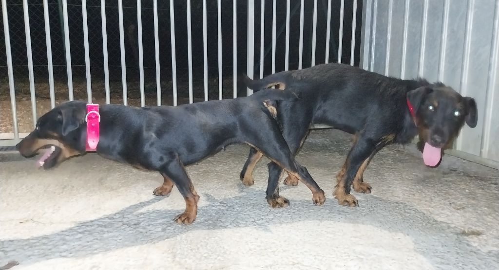 Jagdterrier 